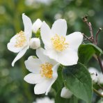 Pajazmín vencový (Philadelphus coronarius) - výška 100-130 cm, kont. C3L - NA KMIENKU